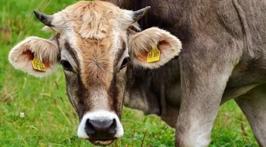 A marhák, a klíma és a greenwashing