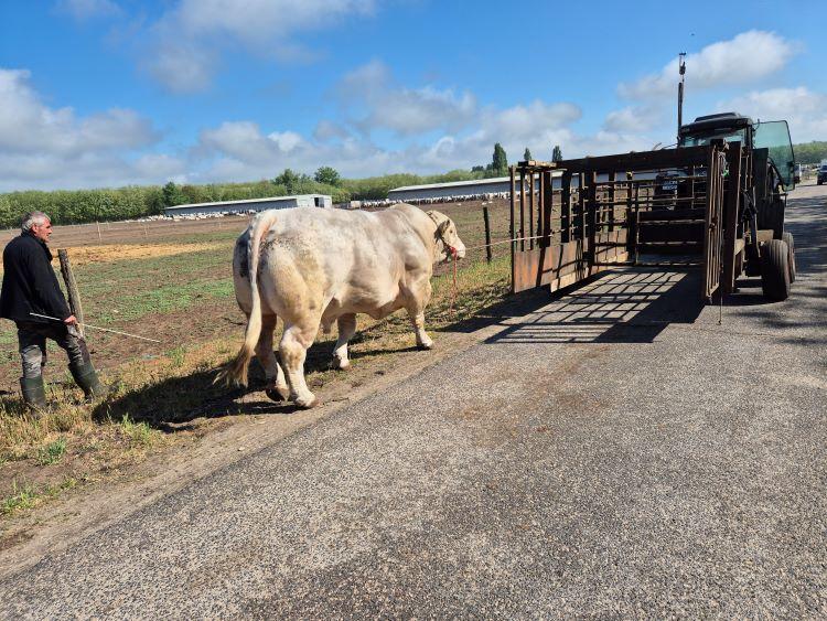 charolais