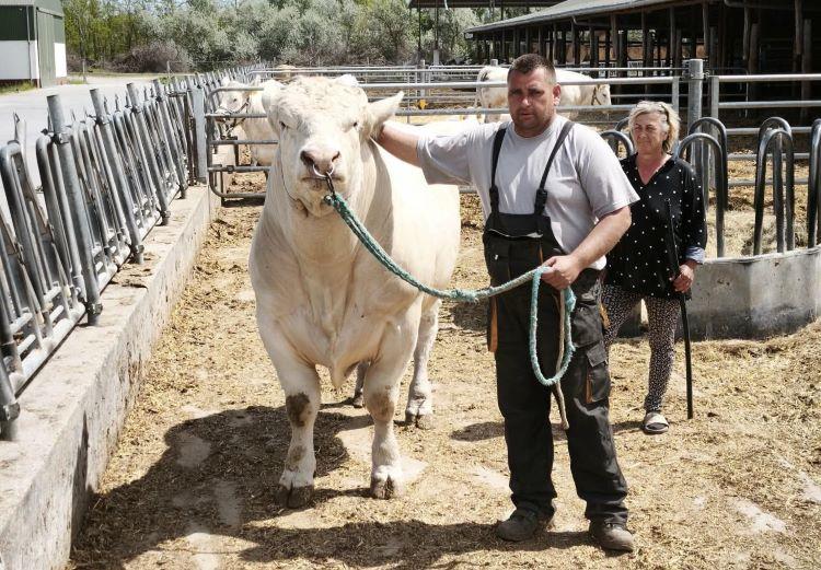 charolais
