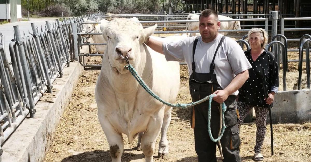 Azt hitted, csak a genetika számít? Meglepő trükkökkel hangsúlyozzák az állatok erősségeit a kiállításokon