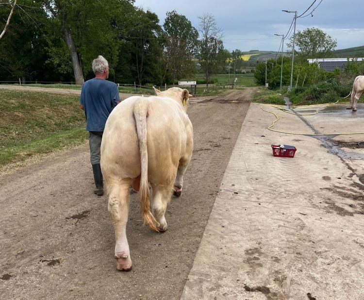 charolais