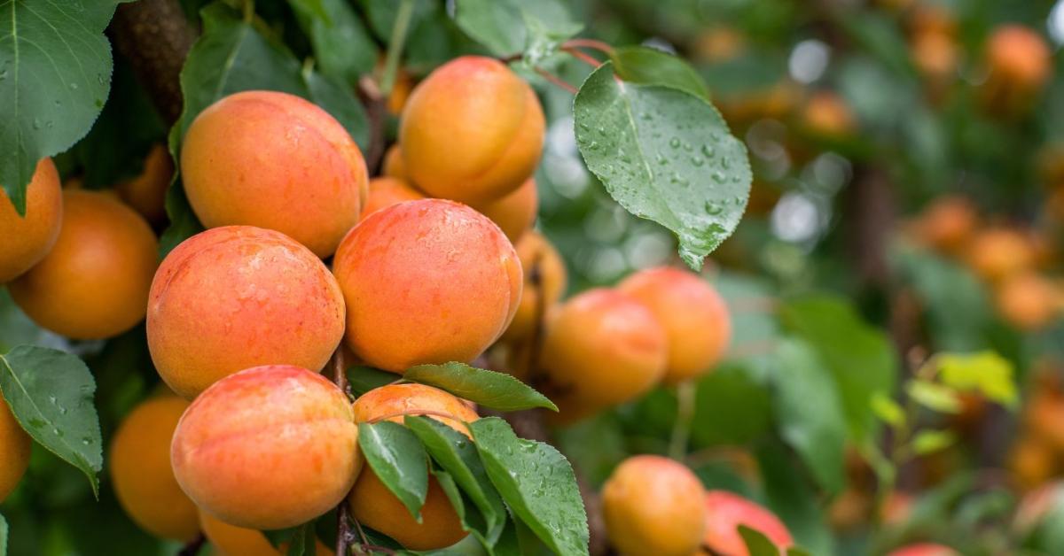 Kiszámíthatatlan jövő: tényleg talpra áll a kajszitermelés?