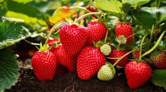 Egyetlen génen múlt a szamóca íze? Meglepő felfedezést tettek a kutatók