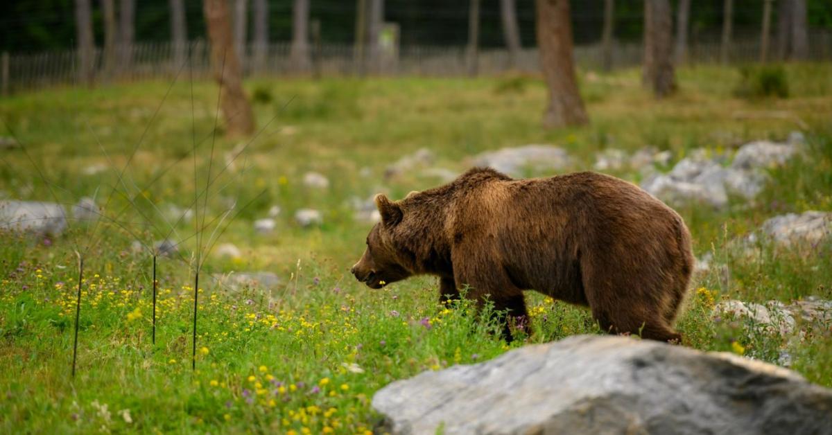 Medvét láttak a nemzeti parkban – figyelmeztetést adtak ki a túrázóknak