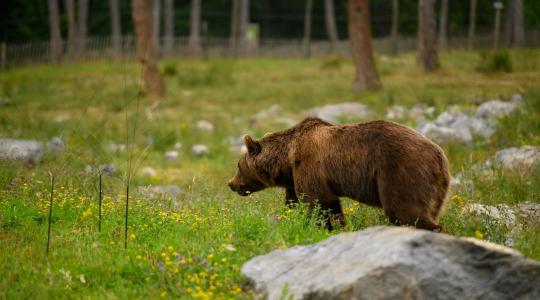 Medvét láttak a nemzeti parkban – figyelmeztetést adtak ki a túrázóknak