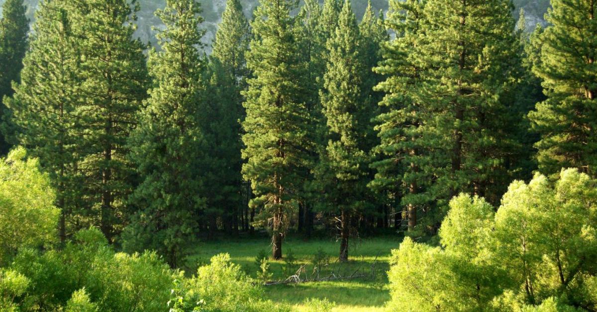  Figyelem! Online erdőtérképen elérhető a MePAR blokkazonosító