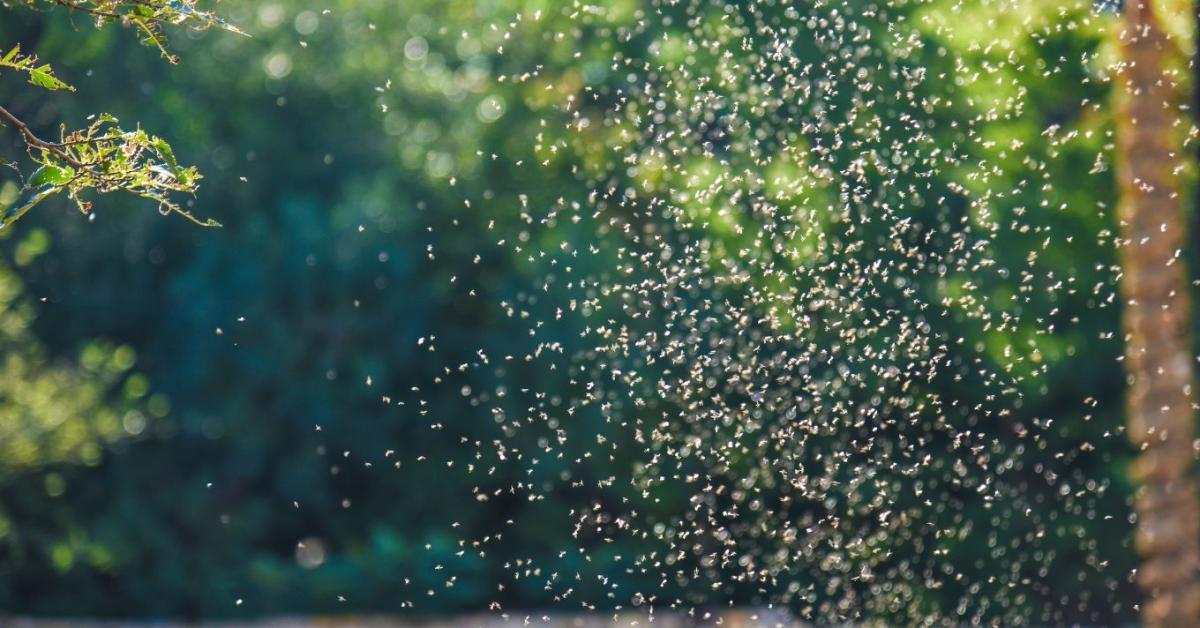 A szúnyogok gyűlölik ezeket az illatokat – mutatjuk, mit ültess a terasz köré
