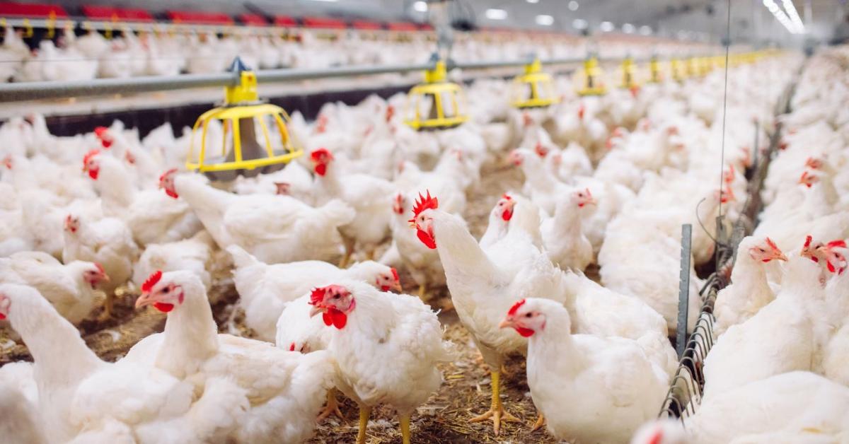 Sokkoló adatok láttak napvilágot: a lengyel baromfitelepek fele engedély nélkül működik