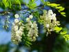 A fa, amelyik neked mézet ad, a többi növényt viszont megmérgezi