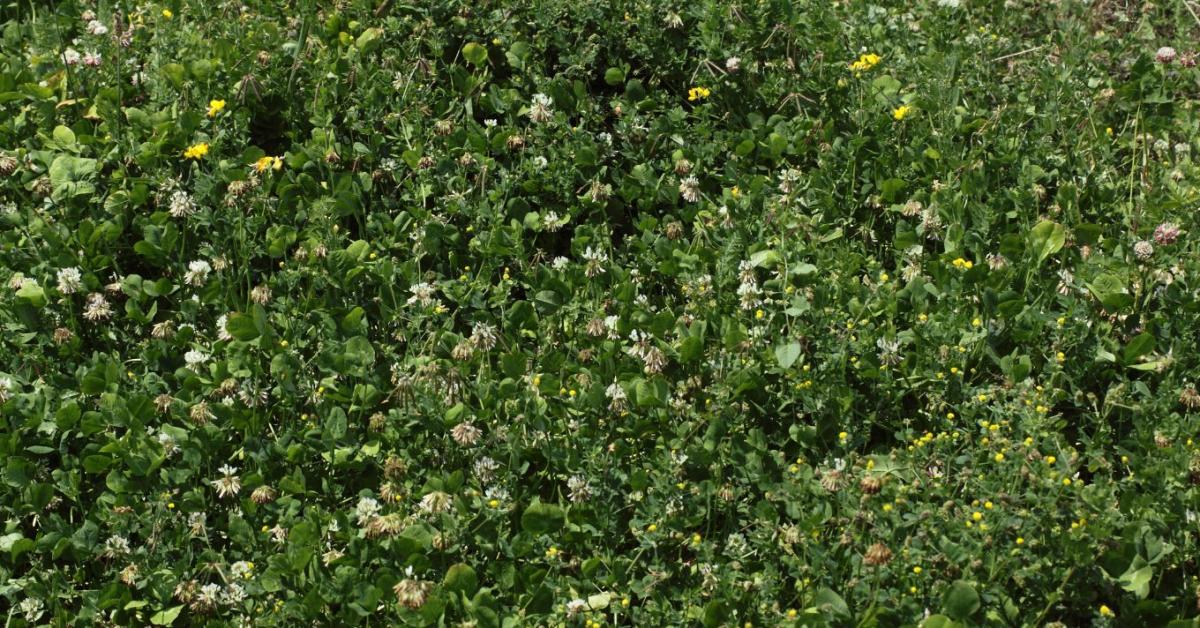 Gyakorlati útmutató a sorközvetéshez szőlő- és gyümölcsültetvényekben