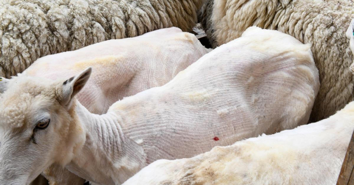 Kemény munka, úri modor: visszatértek a legendás birkanyírók