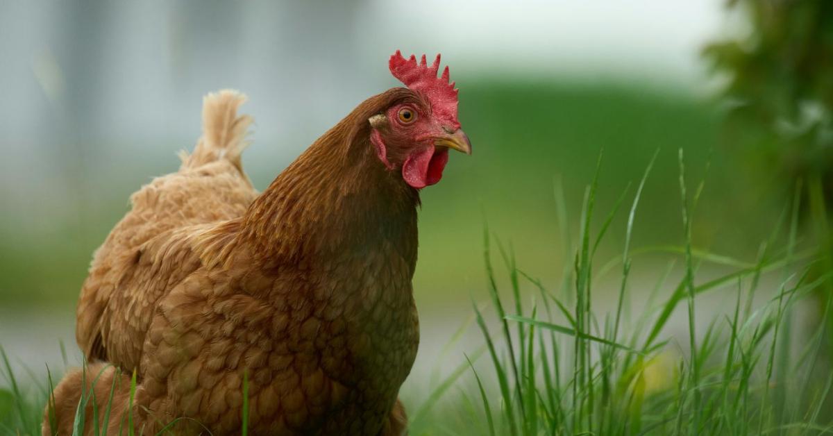Százezres díjak a legszebb tyúkoknak – Ne maradj le a május 20-i határidőről!