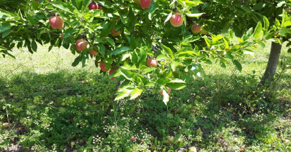 Szőlő- és gyümölcsültetvények gyomflórája: trendek és védekezés Szőlő- és gyümölcsültetvények gyomflórája: trendek és védekezés