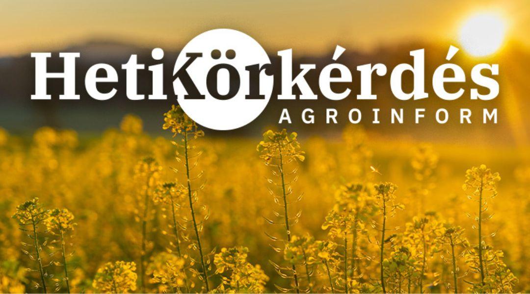 Pillanatképek és tanulságok a repceföldekről – Heti Körkérdés