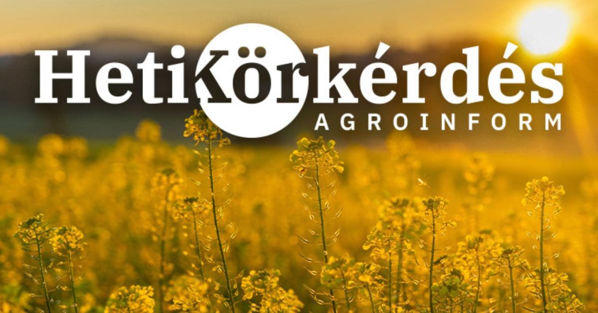 Pillanatképek és tanulságok a repceföldekről – Heti Körkérdés Pillanatképek és tanulságok a repceföldekről – Heti Körkérdés