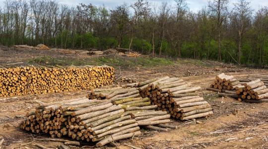 Gajdos László követ dobott az állóvízbe: megkezdődött a találgatás a fakitermelésről Gajdos László követ dobott az állóvízbe: megkezdődött a találgatás a fakitermelésről