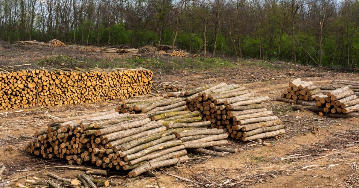 Gajdos László követ dobott az állóvízbe: megkezdődött a találgatás a fakitermelésről