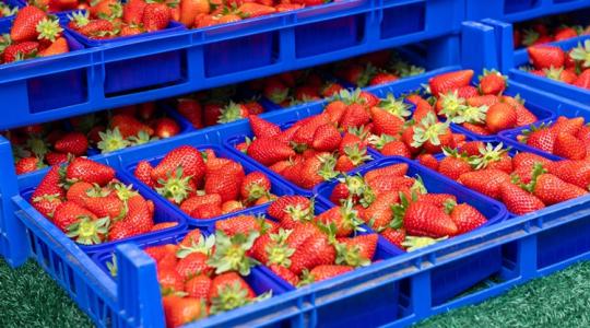 Kíméletlen razzia volt: tonnaszám találtak kétes eredetű, romlott gyümölcsöt