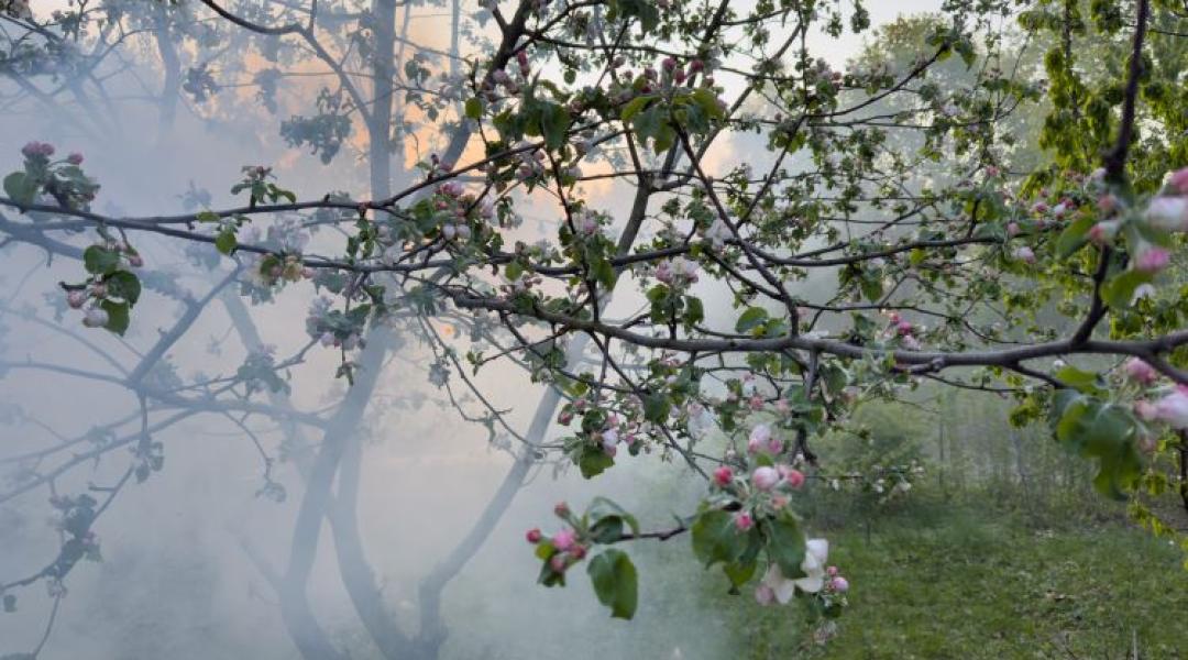 Májusban jött a tél: teljes termésveszteség több térségben