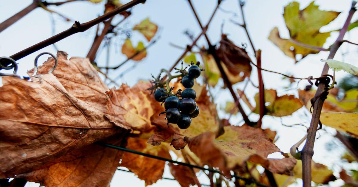 Így előzheted meg a legveszélyesebb növényi fertőzéseket