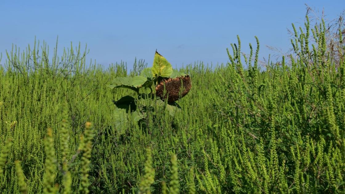 Legyen a víz a napraforgóé, ne a gyomoké!