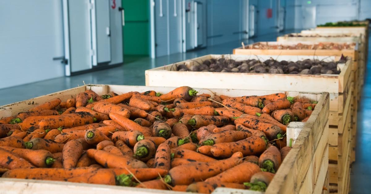 Szemétdombon végezte 14 havi munka, és vele több száz tonna termény