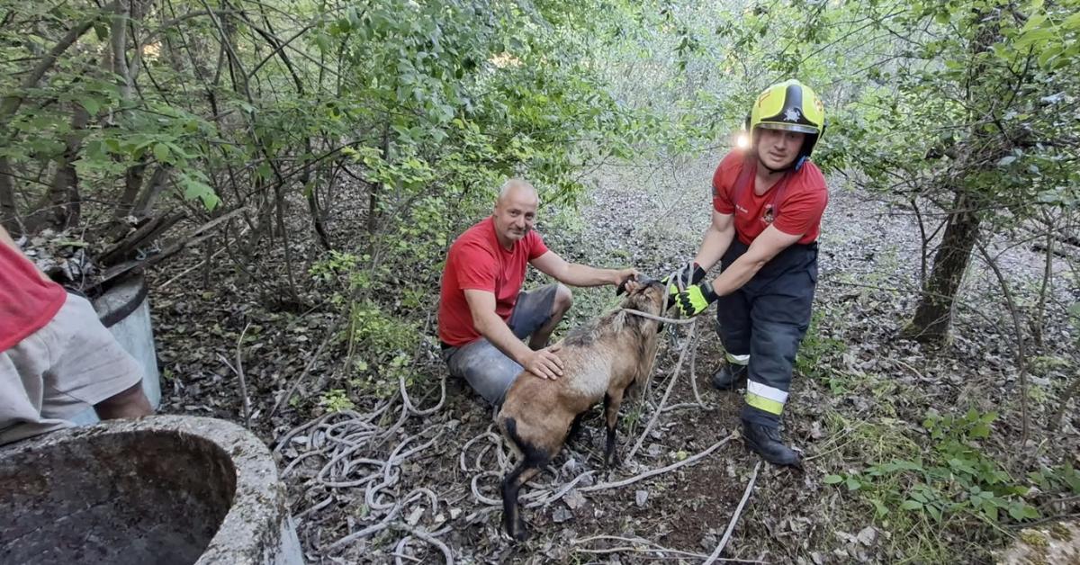Kútba zuhant a kis patás: videóra vették a mentőakciót