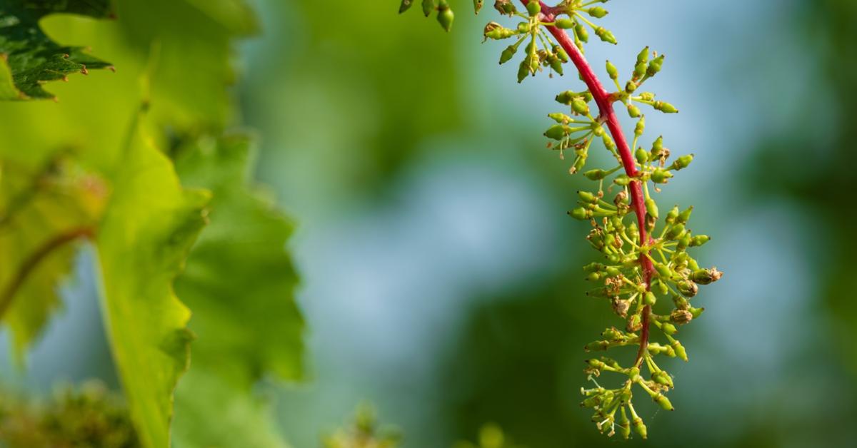 Most dől el a szőlőkabóca elleni védekezés sikere - Te felismered a rovart? Most dől el a szőlőkabóca elleni védekezés sikere - Te felismered a rovart?