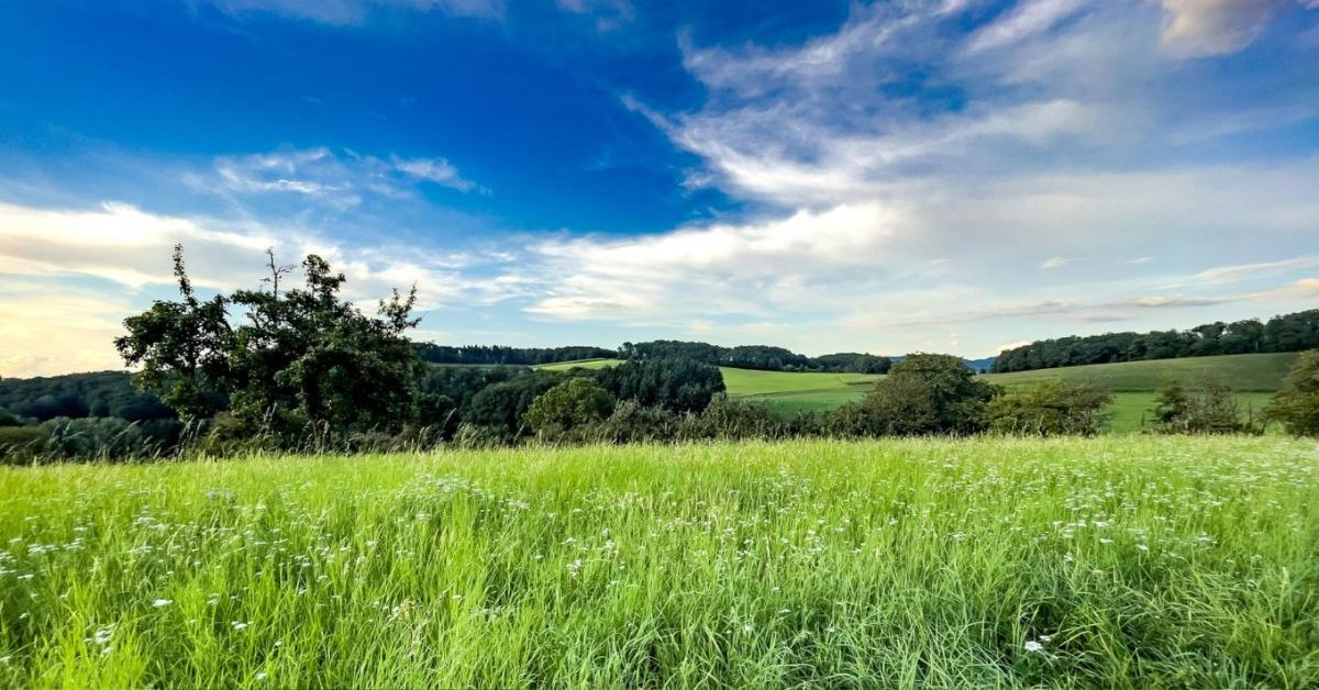 Csak gaz, vagy a következő aszály elleni pajzs? Ezt gondold át, mielőtt beindítod a kaszát! Csak gaz, vagy a következő aszály elleni pajzs? Ezt gondold át, mielőtt beindítod a kaszát!