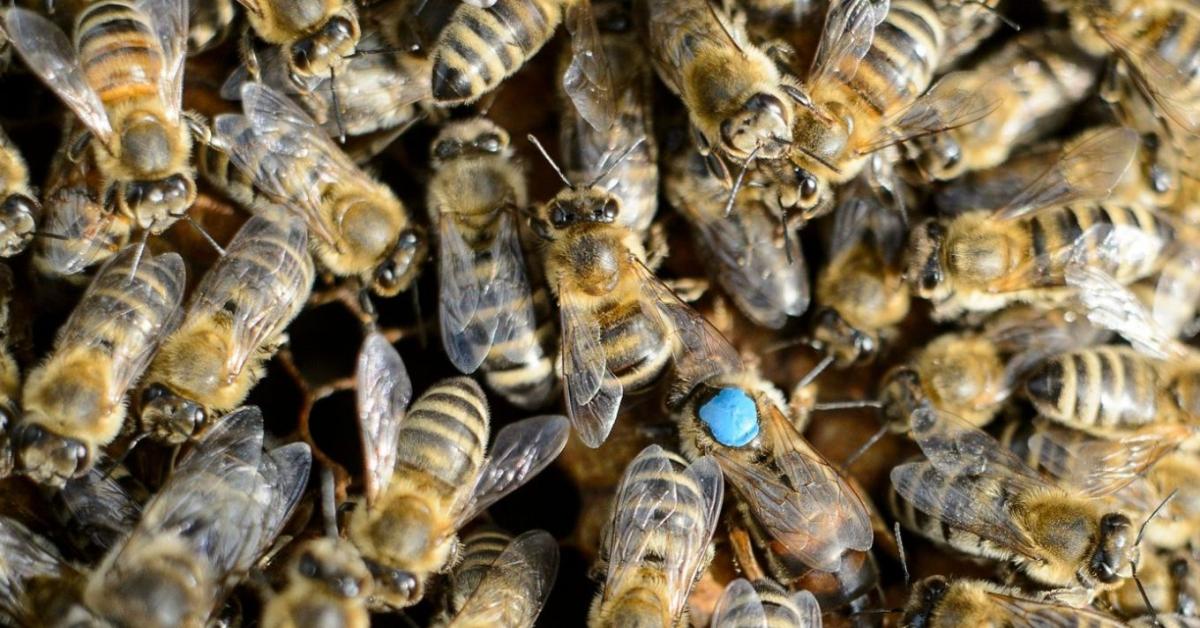 Ha nem vigyázunk, tönkremegy az akácméz-termelés alapja – Kongatja a vészharangot a szakértő Ha nem vigyázunk, tönkremegy az akácméz-termelés alapja – Kongatja a vészharangot a szakértő