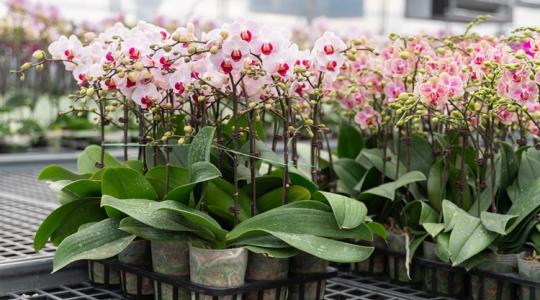 Megmutatjuk, mi zajlik az orchideabirodalom zárt ajtói mögött