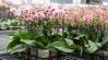 Megmutatjuk, mi zajlik az orchideabirodalom zárt ajtói mögött