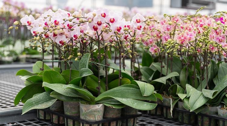 orchidea orchidea