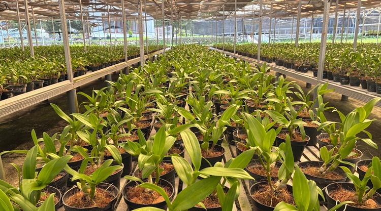 orchidea orchidea