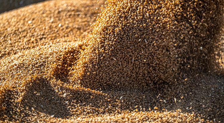 Exportvámmal csökkennek a belföldi terményárak, hacsak nincs egy erős feldolgozóipar is Exportvámmal csökkennek a belföldi terményárak, hacsak nincs egy erős feldolgozóipar is