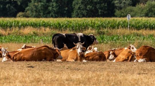 Madárinfluenza a holland tehenészetben: minden állaton PCR-tesztet végeztek