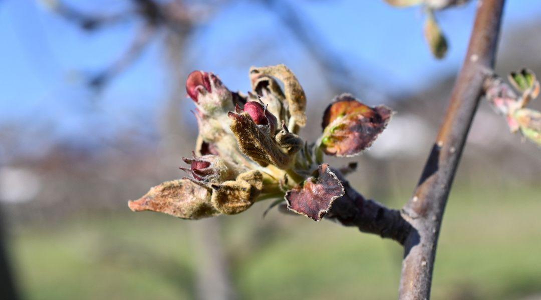 Új esély a fagykáros ültetvények megújítására