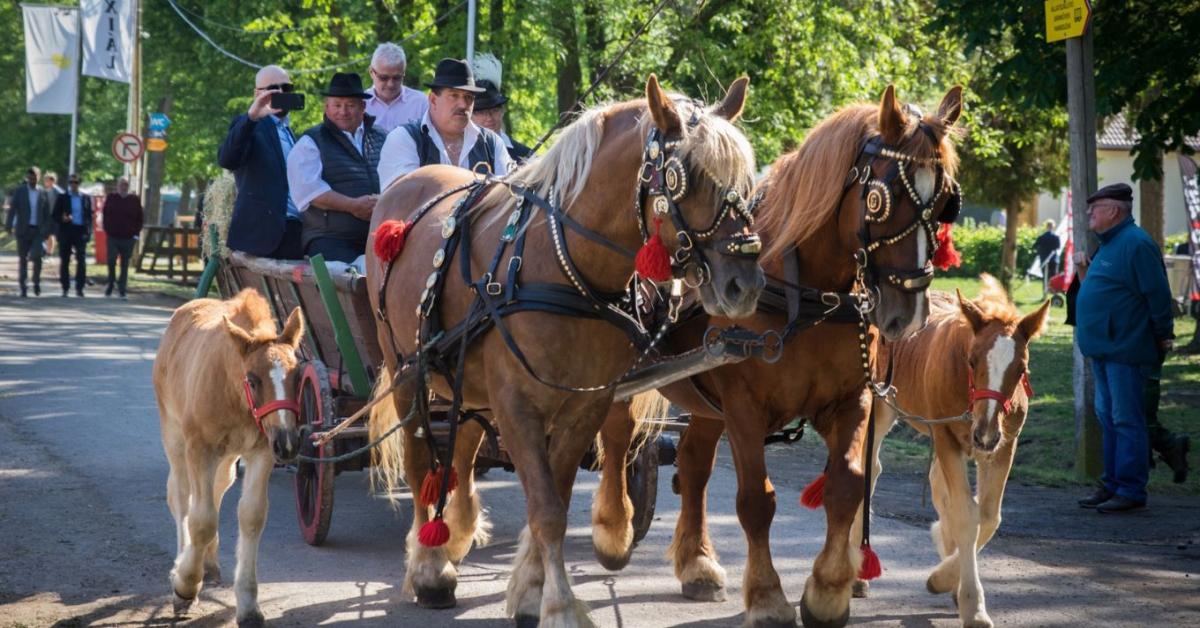 Rekordérdeklődés és szakmai csúcspont: lezárult az agrárium kiemelt eseménye