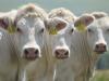 Genetika és tréning: így készültek fel a versenyre a győztes charolais marhák