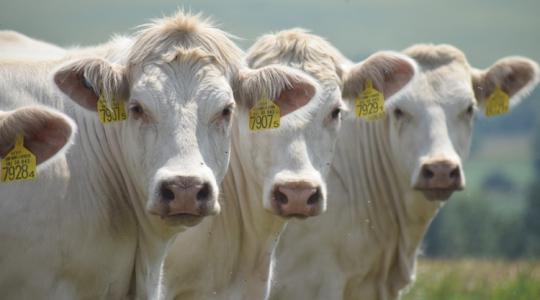 Genetika és tréning: így készültek fel a versenyre a győztes charolais marhák