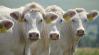 Genetika és tréning: így készültek fel a versenyre a győztes charolais marhák