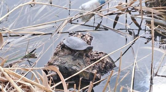 Drasztikus lépés: betiltják a horgászatot, így mentenék meg a tavat