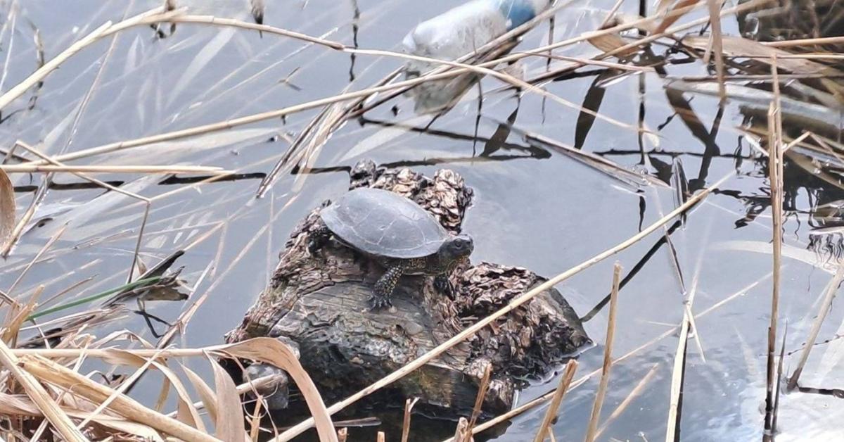 Drasztikus lépés: betiltják a horgászatot, így mentenék meg a tavat