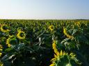 Biostimulátorok alkalmazása a szántóföldi növénytermesztésben