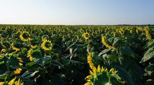 Biostimulátorok alkalmazása a szántóföldi növénytermesztésben Biostimulátorok alkalmazása a szántóföldi növénytermesztésben