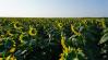 Biostimulátorok alkalmazása a szántóföldi növénytermesztésben
