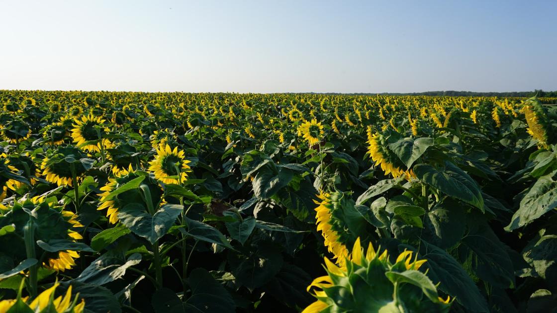 Biostimulátorok alkalmazása a szántóföldi növénytermesztésben Biostimulátorok alkalmazása a szántóföldi növénytermesztésben