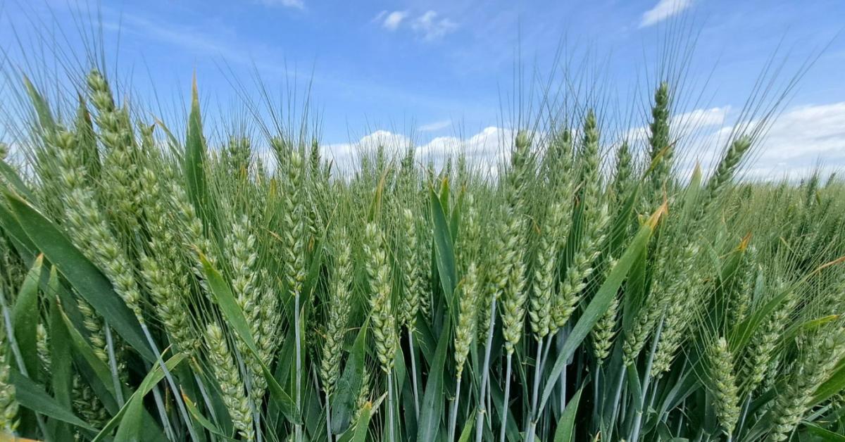 Őszi kalászos fajta és technológiai bemutató – Tiszavasvári Őszi kalászos fajta és technológiai bemutató – Tiszavasvári