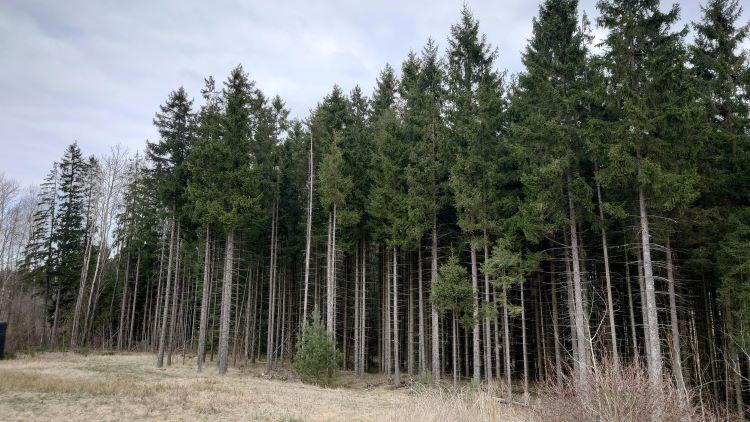 lucfenyő