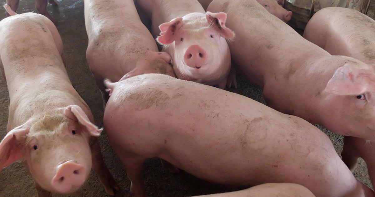 Beragadtak az itthoni árak, lábon adjuk el a sertést Romániába